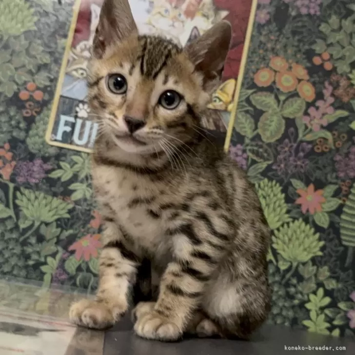 ID:2412-00933の子猫