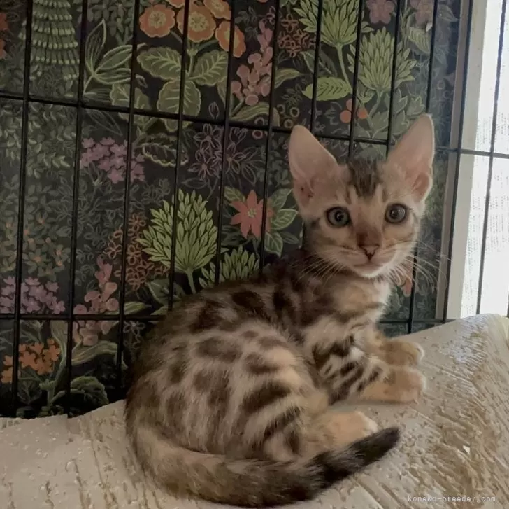 ID：2410-00890の子猫