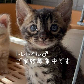 ベンガル【埼玉県・男の子・2024年3月9日・ブラウンチャコールスポテットタビー】の写真「柄も全てが素晴らしく人間大好きGWセール🩵」