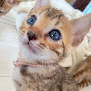 ベンガル【埼玉県・女の子・2023年5月5日・ブラウンスポテッドダビーロゼット】の写真「本当に可愛いお顔の女の子🩷」