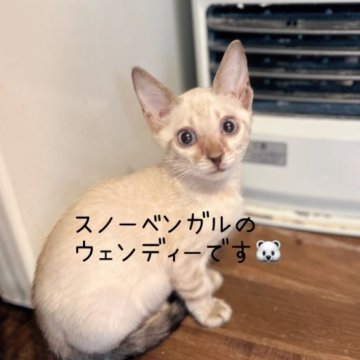 ベンガル【埼玉県・女の子・2023年8月14日・スノーリンクス】の写真「ちんまりボディーにおっとりな性格が可愛い子🧡」