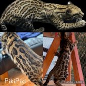 ベンガル【・女の子・2022年3月21日・ブラウンスポテッドタビーロゼット】「下段2枚！まるで野生のオセロットのような柄！」