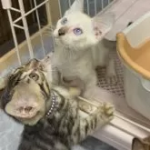 ベンガル【埼玉県・男の子・2025年6月24日・スノー ロゼット】の写真11