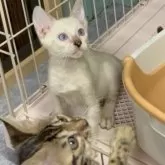 ベンガル【埼玉県・男の子・2025年6月24日・スノー ロゼット】の写真13