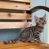 ベンガル【埼玉県・男の子・2025年7月1日・ブラウンスポテットタビー ロゼット】の写真14