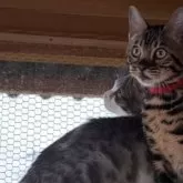 ベンガル【埼玉県・男の子・2025年6月24日・ブラウンスホテッドタビー ロゼット】の写真15