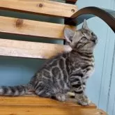 ベンガル【埼玉県・男の子・2025年7月1日・ブラウンスポテットタビー ロゼット】の写真15