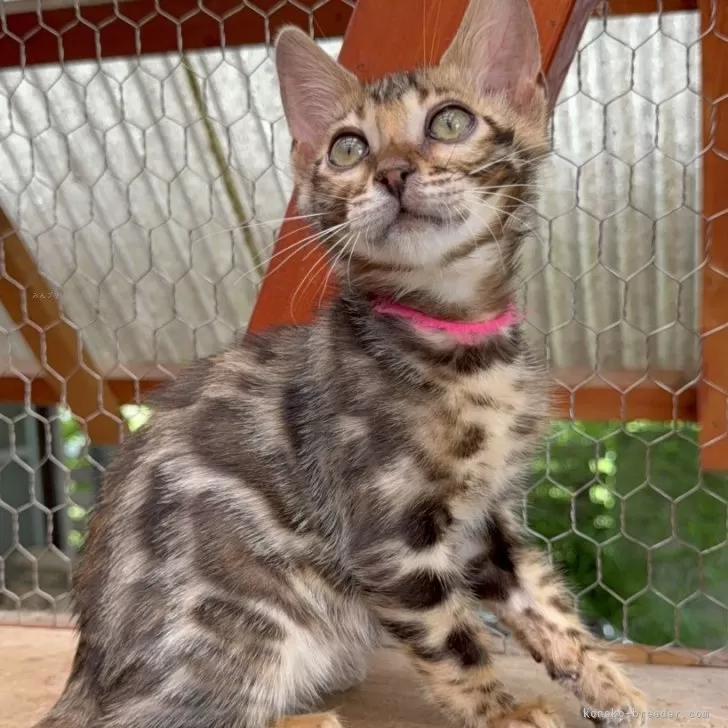 ID:2505-00781の子猫