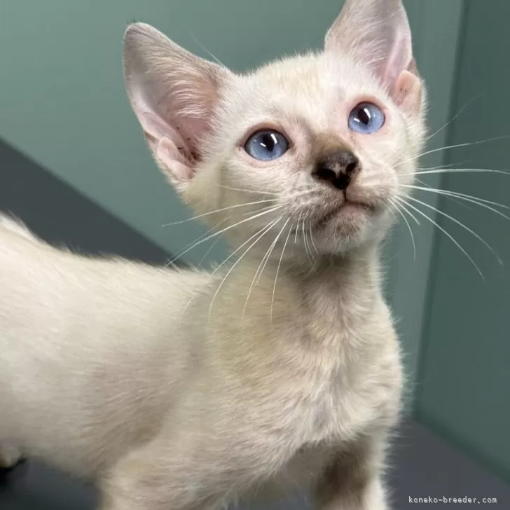 ベンガル【埼玉県・男の子・2025年6月24日・スノー ロゼット】の写真1「美しいブルーアイズに愛情豊な性格の男の子🩵」