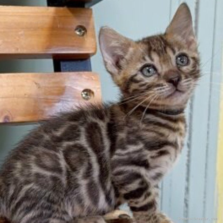 ブリーダー画像