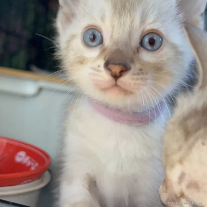 ID：2503-00612の子猫