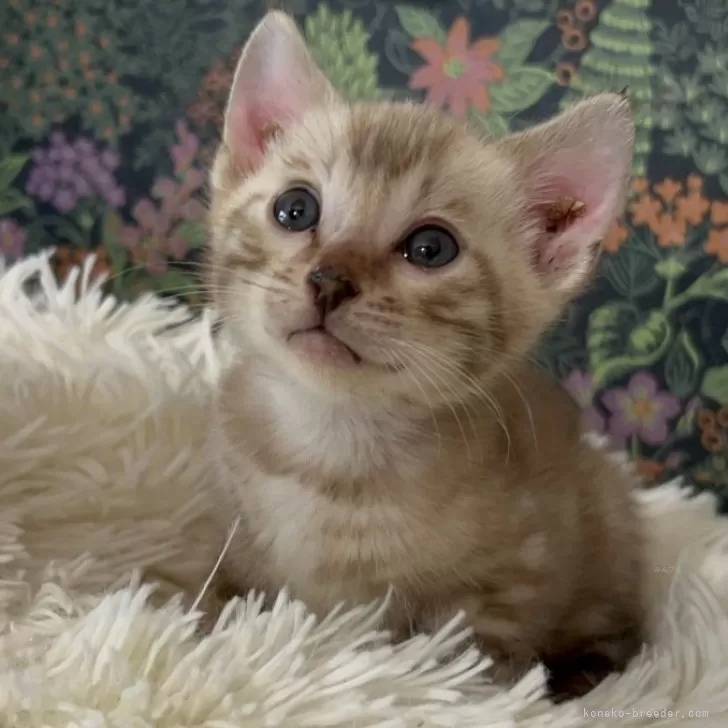 ID:2501-00021の子猫