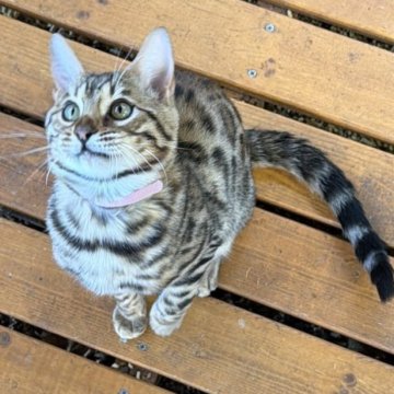 ベンガル【埼玉県・男の子・2025年7月1日・ブラウンスポテットタビー】の写真「女の子見たいに可愛い顔立ちの子🩷」