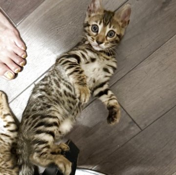 ベンガル【埼玉県・女の子・2025年3月20日・ブラウンスポテッドタビー ロゼット】の写真「おとなしい女の子🩷いじらしく愛おしいですよ」