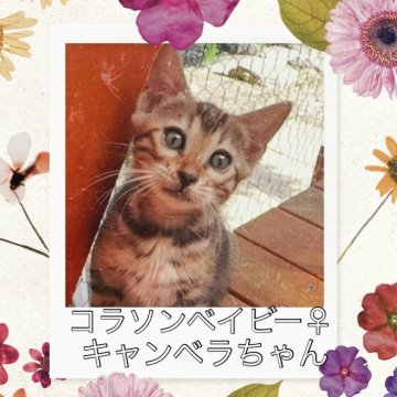 ベンガル【埼玉県・女の子・2025年3月1日・フランスポテトタビー ロゼット】の写真「ビックロゼットとジャガーロゼットを兼ね備えた美女」