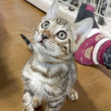 ベンガル【埼玉県・女の子・2025年1月30日・ブラウンスポテッドタビー ロゼット】の写真「柄の美しい食べるの大好きな女の子」