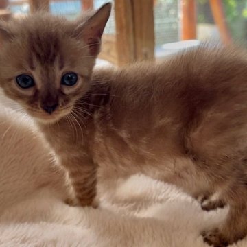 ベンガル【埼玉県・男の子・2025年9月4日・スノーセピア ロゼット】の写真「稀に見る可愛い子^ ^」