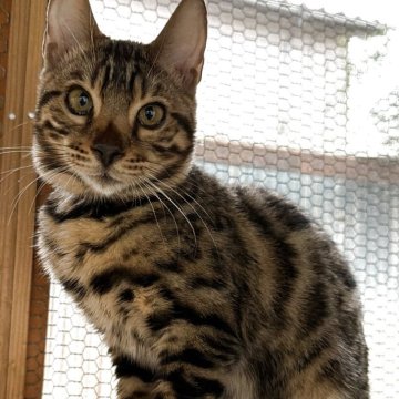 ベンガル【埼玉県・男の子・2025年7月1日・ブラウンスポテットタビー ロゼット】の写真「ほんわかキャラ♡でいっしに暮らしたら癒されます」