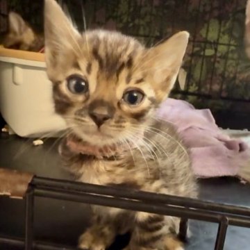 ベンガル【埼玉県・男の子・2025年9月23日・ブラウンスポテットタビー ロゼット】の写真「眉毛にまんまるお目め、丸顔の可愛い子🧡」