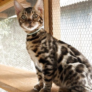 ベンガル【埼玉県・男の子・2025年6月24日・ブラウンスホテッドタビー】の写真「ちんまりボディーにパワフルな生命力がこの子の魅力！」