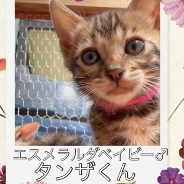 ベンガル【埼玉県・男の子・2025年3月14日・ブラウンスポテットタビー ロゼット】の写真「産まれた時から可愛い子でした🩷今も変わらず」