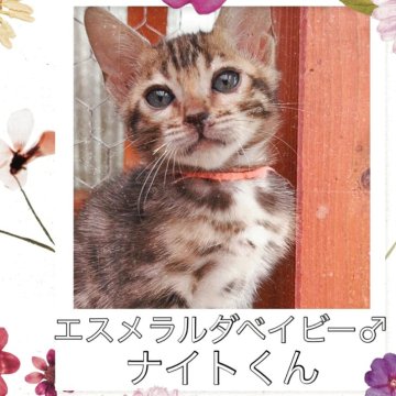 ベンガル【埼玉県・男の子・2025年3月14日・ブラウンスポテットタビー ロゼット】の写真「おっとりタレ目の優しい男の子🧡」