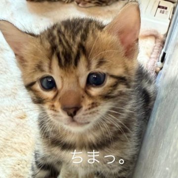 ベンガル【埼玉県・女の子・2025年5月10日・ブラウンスポテットタビー ロゼット】の写真「ワイルド＆キュートな最強の癒し系💎眉毛家系^ ^」
