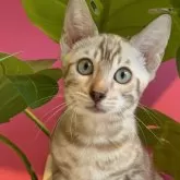 ベンガル