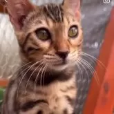 ベンガル