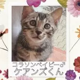 ベンガル
