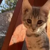 サイベリアンxベンガル