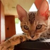 ベンガル