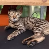 ベンガル