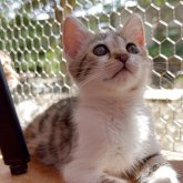 ラガマフィンxベンガル