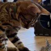 ベンガル【埼玉県・男の子・2025年5月25日・ブラウンスポテットタビー】の写真1