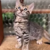 ベンガル