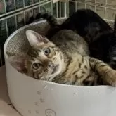 ベンガル【埼玉県・男の子・2024年10月17日・ブラウンスポテットダビー ロゼット】の写真1