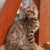 ベンガル