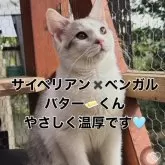 ベンガル✖️サイベリアン