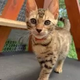 ベンガル