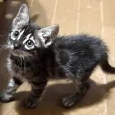 ベンガル
