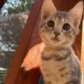 サイベリアンxベンガル