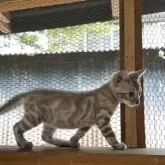 ベンガル【埼玉県・女の子・2026年1月23日・スノー】の写真6