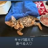 ベンガル【埼玉県・女の子・2025年5月10日・ブラウンスポテットタビー ロゼット】の写真2