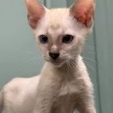 ベンガル【埼玉県・男の子・2025年6月24日・スノー ロゼット】の写真3