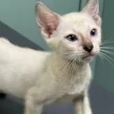 ベンガル【埼玉県・男の子・2025年6月24日・スノー ロゼット】の写真4