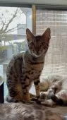 ベンガル【埼玉県・男の子・2024年12月6日・ブラウン ロゼット】の写真4