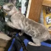 ベンガル【埼玉県・女の子・2025年8月31日・ミンク】の写真12