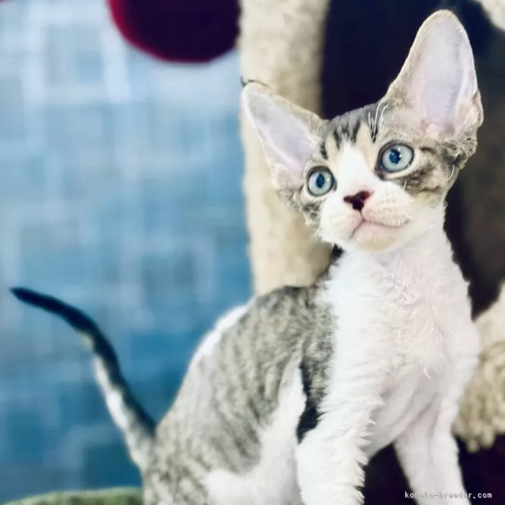 V 様のお迎えした子猫