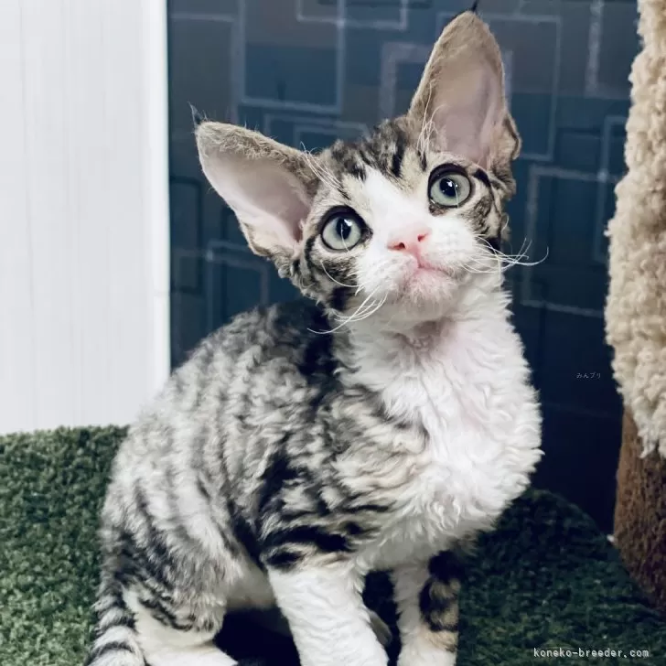ID:2412-01767の子猫